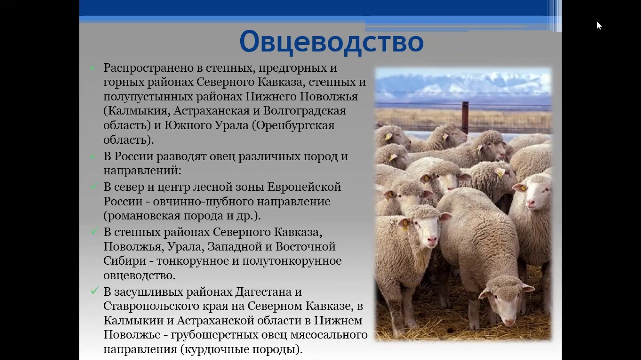 Северный кавказ специализируется на выращивании. Овцеводство доклад. Овцеводство отрасль животноводства. Животноводство овцы. Овцеводство в России.