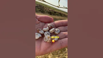 Улитки  🐌  snails😍