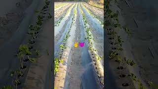 Погнали!#2024 #сад #клубника #food #strawberryfarming #garden #strawberry