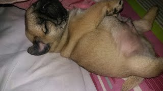 Super cute pug photos Super cute pug photos