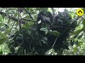 Group gathering among Wild Bonobos!【Observations of Bonobos #4】