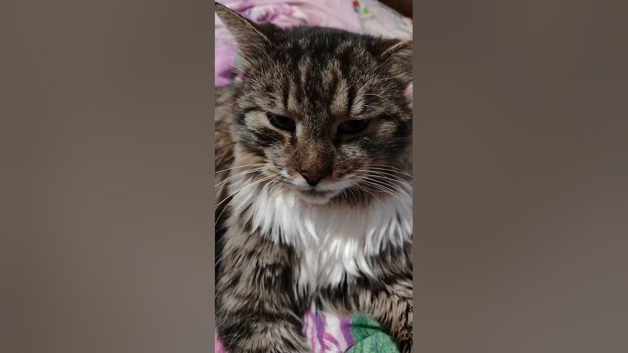 Кот мякиш 🐈‍⬛ - YouTube