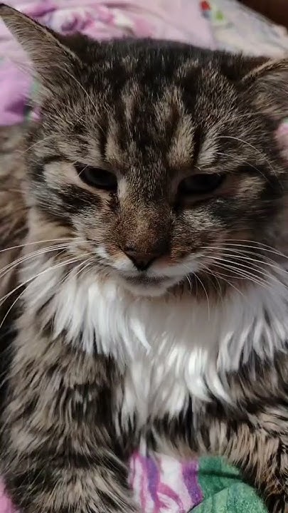 Кот мякиш 🐈‍⬛ - YouTube