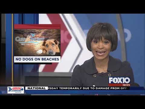 Video: Ar įlankos pakrantės paplūdimiai yra draugiški šunims?