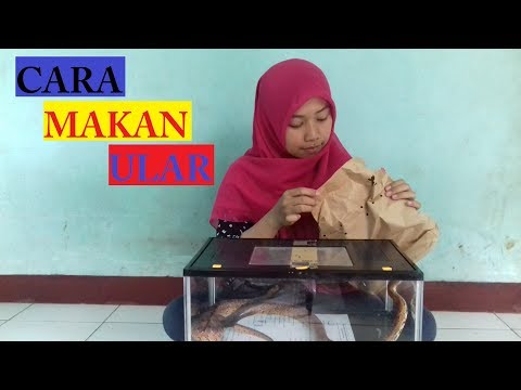 Video: Apa Yang Makan Ular Jagung & Bagaimana Menjaga Mereka