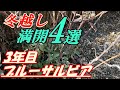 【花】3年目ブルーサルビアの育て方・切り戻し