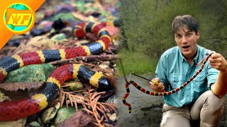DEADLIEST VENOM in America? The Coral Snake!