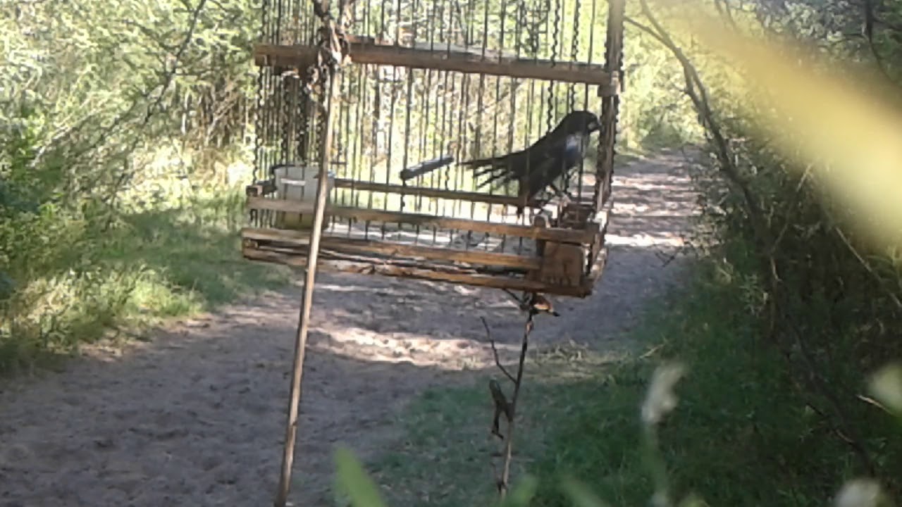 CAZERIA DE REINA MORA , LA PINTONA