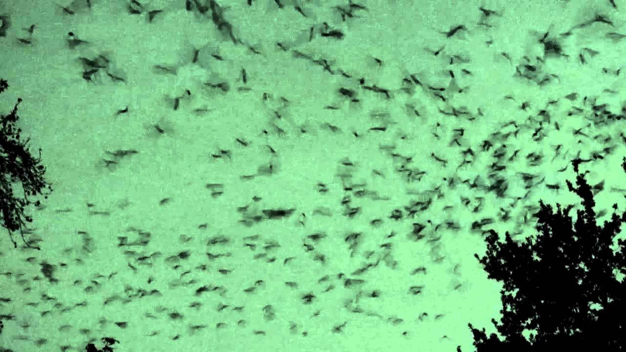 The Bat House of Gainesville YouTube