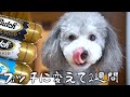 🐶犬のご飯をブッチに切り替えて2週間！完全切り替えはしないことにしました。【トイプードルのグリィ】【犬】【dog】【toy poodle】