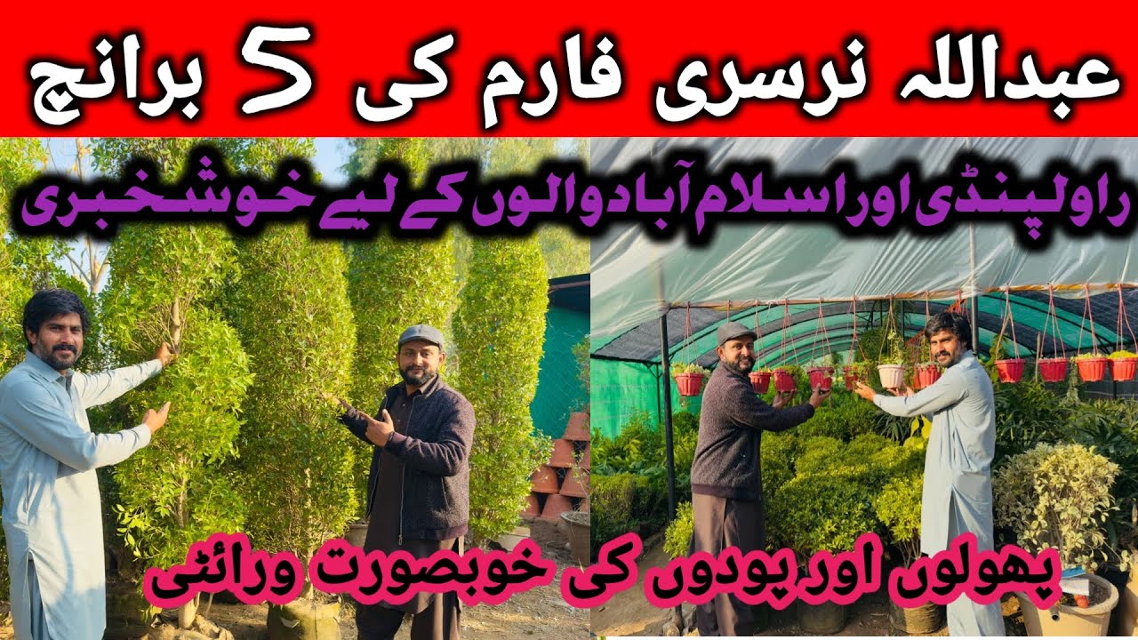 Abdullah Nursery Farm Branch 5 Islamabad | Cheapest Plants Nursery In Rawalpindi | Best Fruit Plants