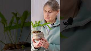 Уникальный симбиоз. Леканоптерис Crustacea #shorts
