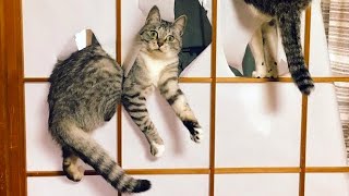 Frech Haustiere Lustigste Videos - Lustige Hunde und Katzen by Lustige Tiere 11,511 views 4 years ago 3 minutes, 16 seconds