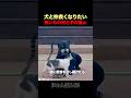 ドーベルマンと仲良くなりたい猫ｗ