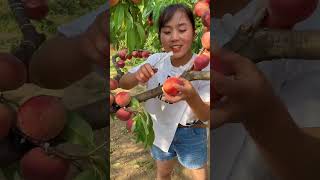 Agriculture Village Fresh Fruit #Viral #Fruit #Shorts #1037