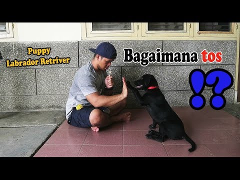 Video: Cara Mengajar Anjing Untuk Berbaring Di Mana Pun Anda Berada