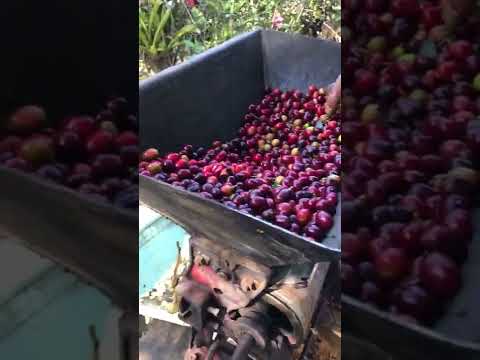 [Coffee Farm in El Salvador] How to peel the skin to get the coffee beans (엘살바도르 커피 농장)