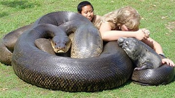 You Won’t Believe the Size of This Giant Anaconda