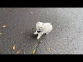 台風が過ぎ去り久しぶりの散歩を楽しむ今日のマヨ