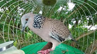 Gentle dove sounds to bring relaxation and peace screenshot 2