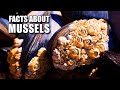 Marine Mussel Facts: the &quot;True&quot; Mussels 🦪 Animal Fact Files
