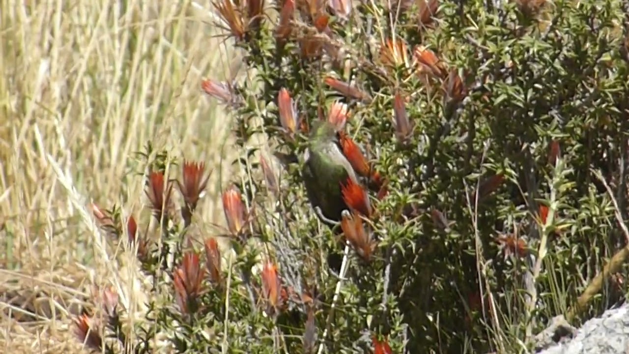 Black-breasted Hillstar, Oreotrochilus melanogaster, female, Junin Lake, Peru, 21 June 2019