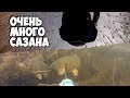 Уральцы НаМели. Ручные Сазаны.