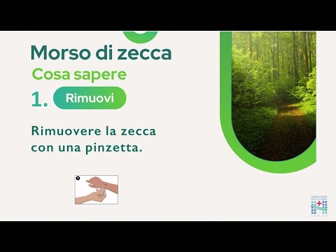 Morso di zecca: cosa fare?