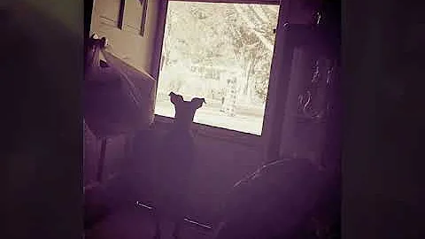 MY CUTE DOGS