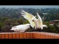 Playful Cockatoo jumps on mate, pushes him off ledge