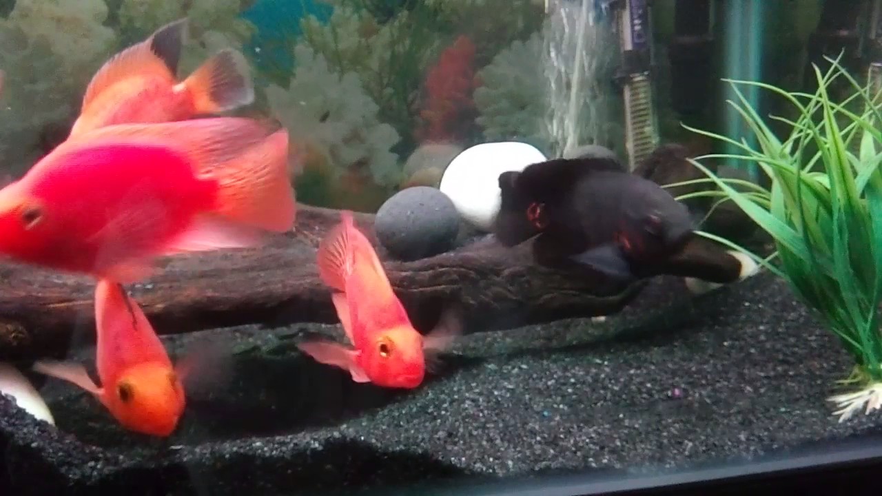 How to care for parrot fish YouTube