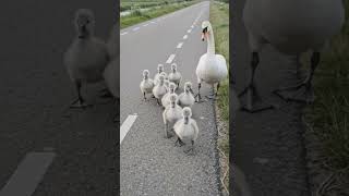 #Mute Swan Family (Cygnus olor) with 10 Cygnets Crossing the Road. In the Netherlands#wildlife