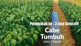 Download Lagu PEMUPUKAN KE - 3 FASE GENERATIF...CABE TUMBUH SUBUR UGAL UGALAN..!!! MP3 Download Lagu PEMUPUKAN KE - 3 FASE GENERATIF...CABE TUMBUH SUBUR UGAL UGALAN..!!! MP3