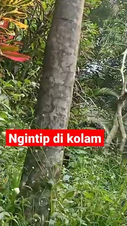 ngintip orang mandi di kolam