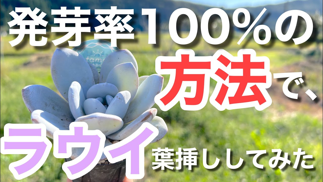 多肉植物】ラウイを増やせ！葉挿し成功率が悪いラウイでティッシュ葉