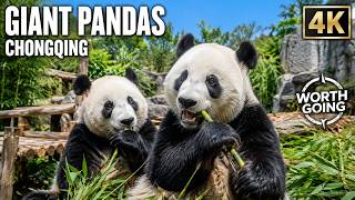Giant Pandas Chongqing Zoo 4K | Adorable Pandas & China’s National Treasure