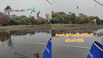 Câu Cá Diếc Tại Ao Trạm Bơm – Thành Quả Bất Ngờ!