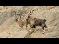 اخطر قتال بين ذكور الماعز الباكستاني فوق الجبال 