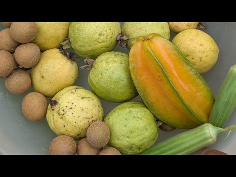 Today's harvest - Longan, starfruit, Mexican pink guava, okra