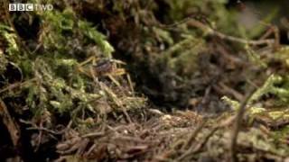 Springwatch - Wildlife Story 2: Wolf Spider