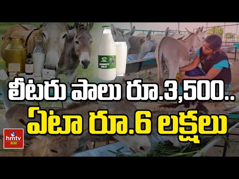 లీటరు పాలు రూ.3,500.. ఏటా రూ.6 లక్షలు | Donkey Milk |