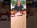 funny animals shorts #comedy #shortvideo #viral #song #love