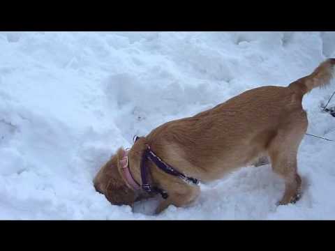 Alexandra's birthday and Sandy playing in the snow