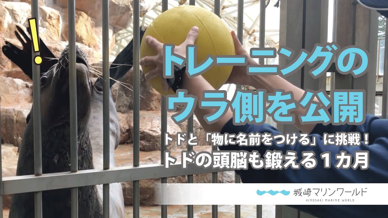 トレーニングのウラ側を公開 トドと 物に名前をつける に挑戦 トドの頭脳も鍛える１カ月 城崎マリンワールド Youtube