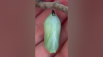 Take A Scrolling Break With This Monarch Butterfly | The Dodo