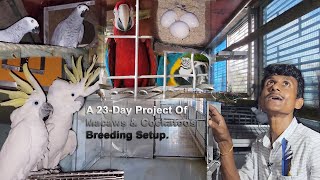 A 23-Day Project Of Macaws & Cockatoos Complete New Breeding Setup.