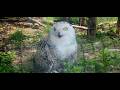 ビックリしたな～！旭山動物園🦉♬
