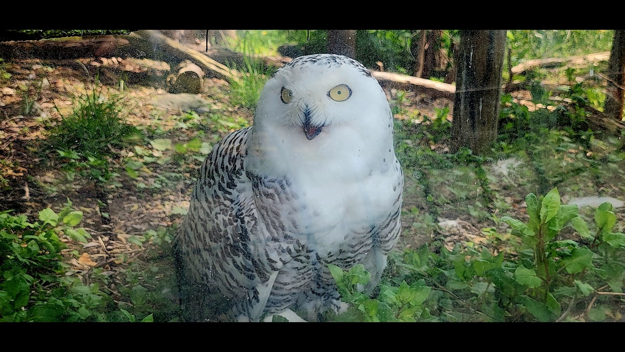 ビックリしたな～！旭山動物園🦉♬