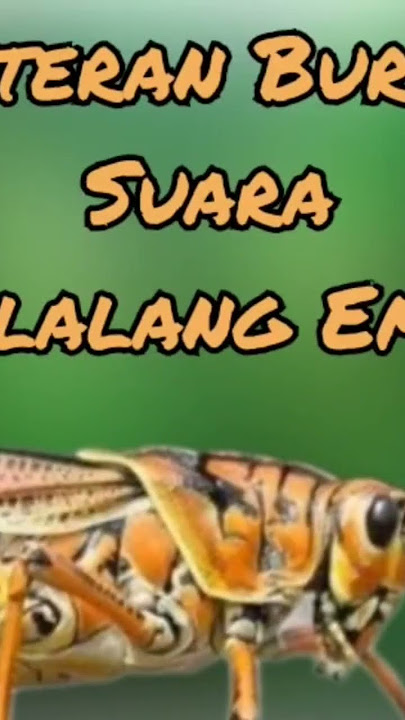 masteran belalang emas #muraibatugacor #masteranburung #birdsounds