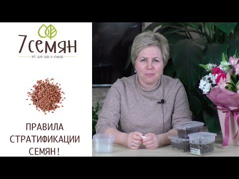 КАК ПРАВИЛЬНО ДЕЛАТЬ СТРАТИФИКАЦИЮ СЕМЯН И ЗАЧЕМ ЭТО НУЖНО!